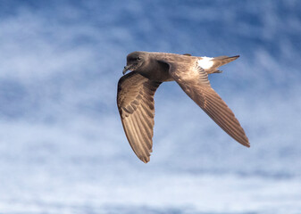 Madeiran Storm Petrel, Oceanodroma castro granti