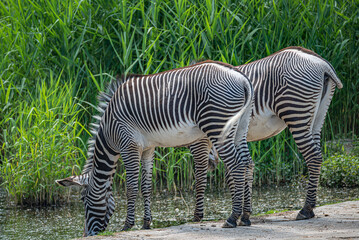 Fototapeta na wymiar Two African zebras drinking water at small lagoon, closeup, details.
