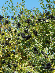 (Ligustrum vulgare) Shrub of wild privet with mature black berries and shiny green lanceolate...