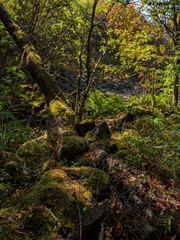 Rhönlandschaft am Kreuzberg - der Heilige Berg der Franken - Biosphärenreservat Rhön, Unterfranken, Franken, Bayern, Deutschland
