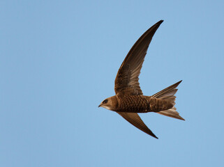 Pallid Swift, Apus pallidus