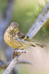 Citril Finch, Serinus citrinella