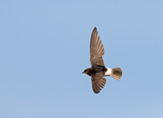 Little Swift, Apus affinis