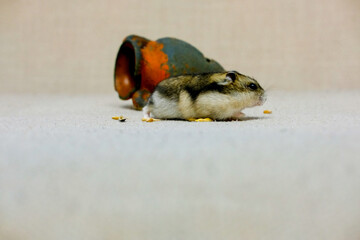 small dwarf hamster, near the house on a beige background, photo taken in a photo Studio