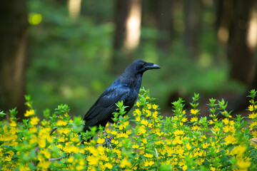 Kolkrabe zwischen gelben Blüten im Wald sitzend
