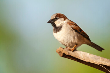 Huismus, House Sparrow, Passer domesticus indicus