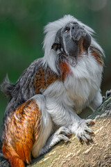 Portrait of funny and colorful Geoffroy marmoset monkey from Brazil Amazonian jungles, adult, male.