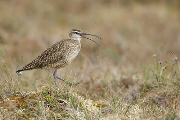 Hudsonian Whimbrel, Numenius hudsonicus
