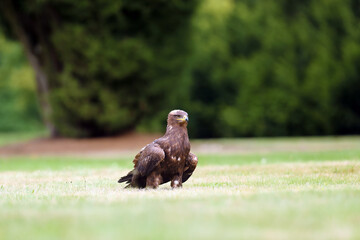 The steppe eagle (Aquila nipalensis) sitting on the ground on the grass. Big eagle in green.