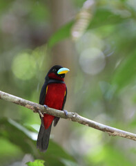 Black-and-red broadbill, Cymbirhynchus macrorhynchos