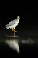Black-crowned Night Heron, Nycticorax nycticorax