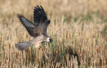 Red-footed Falcon, Falco vespertinus