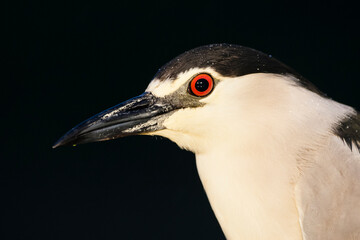 Black-crowned Night Heron, Nycticorax nycticorax