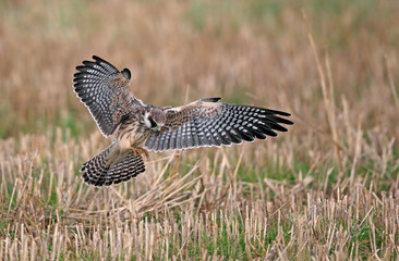 Red-footed Falcon, Falco vespertinus
