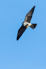 Eurasian Hobby, Falco subbuteo