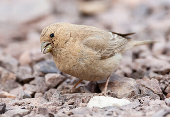 Sinai Rosefinch, Carpodacus synoicus