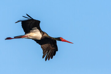Black Stork, Ciconia nigra