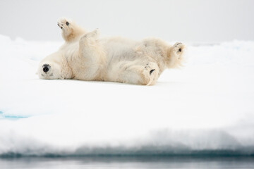 Obraz na płótnie Canvas Polar bear, Ursus maritimus