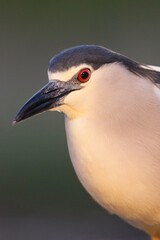 Black-crowned Night Heron, Nycticorax nycticorax
