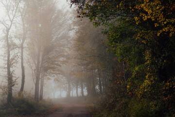 un chemin traversant un bois dans le brouillard. De la brume sur la route et dans la forêt