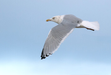 American Herring Gull, Larus smithsonianus