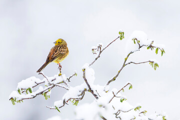 Yellowhammer, Emberiza citrinella