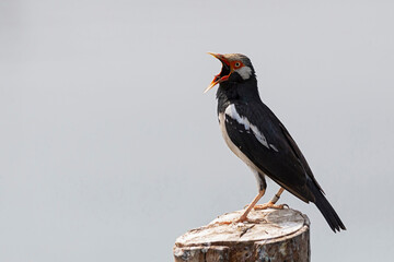 Asian Pied Starling, Gracupica contra