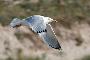 American Herring Gull, Larus smithsonianus