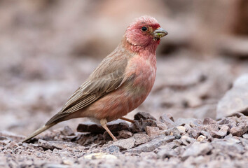 Sinai Rosefinch, Carpodacus synoicus