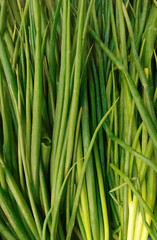 Lots of green onions. Texture. Background. Food. Vertical photo. View from above. Green onions on the supermarket shelf