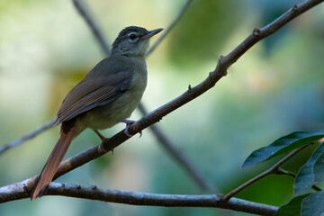 Pale-olive Greenbul, Phyllastrephus fulviventris