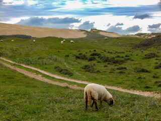 sheep in the mountains