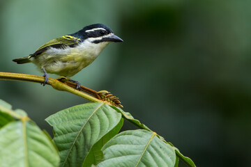 Yellow-rumped Tinkerbird, Pogoniulus bilineatus