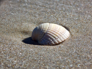 shell on the beach