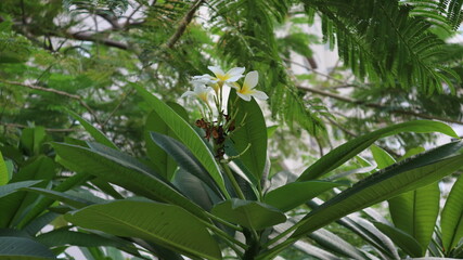 Cambodia flower blooming 