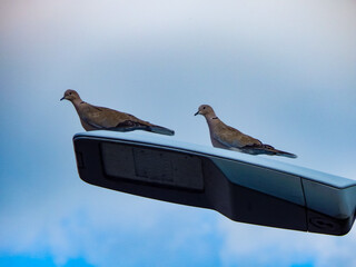 pigeon on the roof