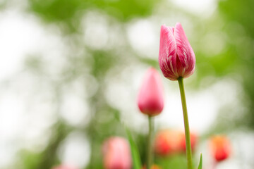 pink tulip with white splashes on the background of a green nature park on a summer day