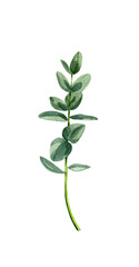 Watercolor sprig eucalyptus isolated on a white background.