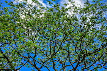 green leaves with sky