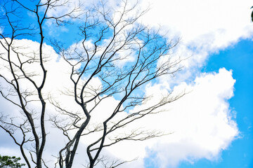 dead tree to the sky