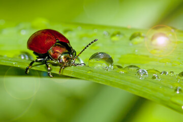 Insects