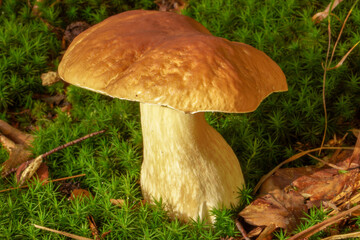 Beautiful boletus edulis mushroom banner in amazing green moss. Old magic forest mushrooms background. White mushroom in sunny day.
