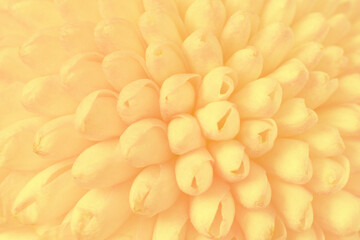 Abstract view on a light yellow Chrysanthemum flower as background, texture