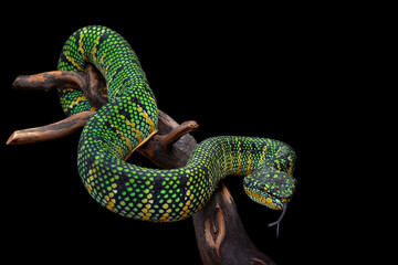 green snake viper