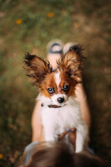 A small cute puppy papillon 4 months old, white and brown, stands near the girl on the green brown grass and looks up. View from above.