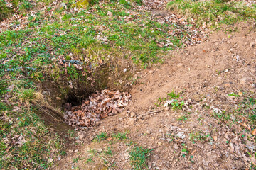 Badger setts at the ground