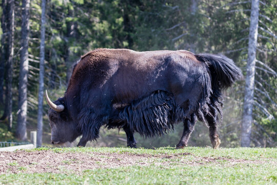 Close up of a wild European Buffalo Bison in Jura