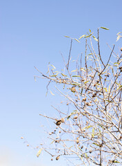 almond tree branches against blue sky