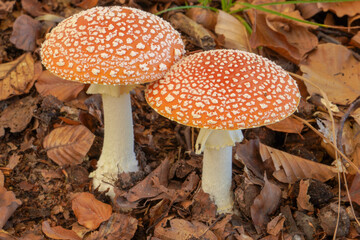 Two fly agarics right next to each other,up close.
