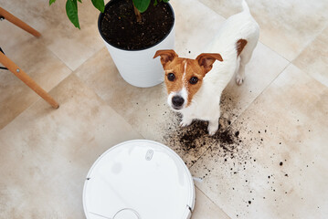 Robot vacuum cleaner cleans dirt from plant soil on the floor. Smart home concept